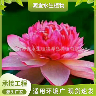 Reed Supplies Lotus, Water Lily, Calamus, Bitter Grassland Ecology, Various Aquatic Plants, Water Purification and Repair Projects