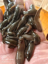 钓鱼蚂蝗水蛭活饵江团鮰鱼肥头儿黄辣丁黄骨鱼鲶鱼鳜鱼翘嘴饵料