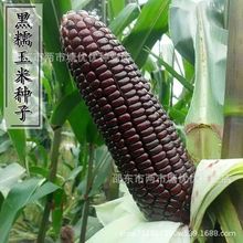 國審珍珠糯8號黑糯玉米種子彩甜糯玉米種籽高產春秋香甜粘玉米種