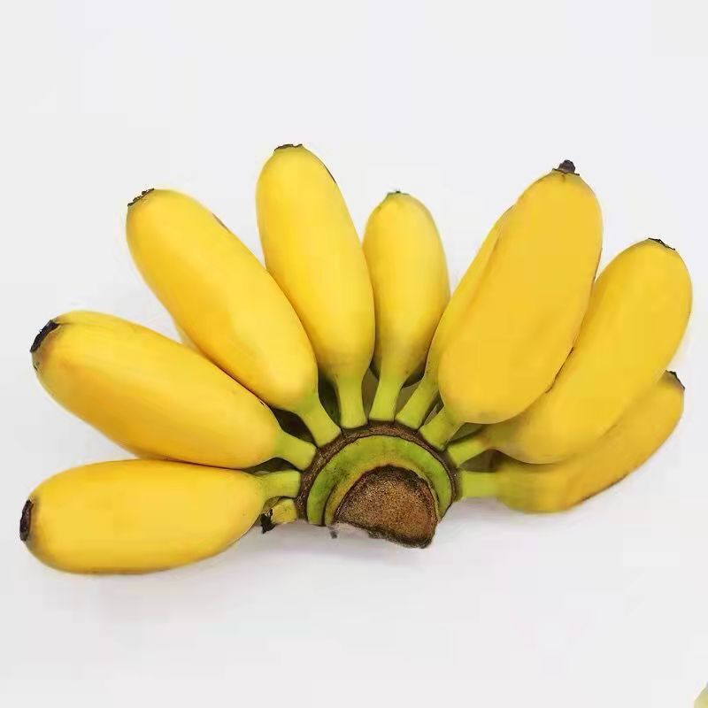 Guangxi Millet Bananas Are Now Picked and Millet Bananas and Green Bananas Are Shipped on Behalf of You