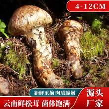 云南香格里拉松茸 新鲜松耸未开伞松茸菌现采现发蘑菇菌菇特产