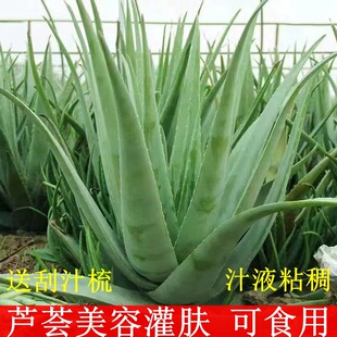 Curacao Aloe Vera Potted Beauty Skin Care Edible Aloe Vera Green Plant Aloe Vera Aloe Vera Skin Care Beauty Salon Special