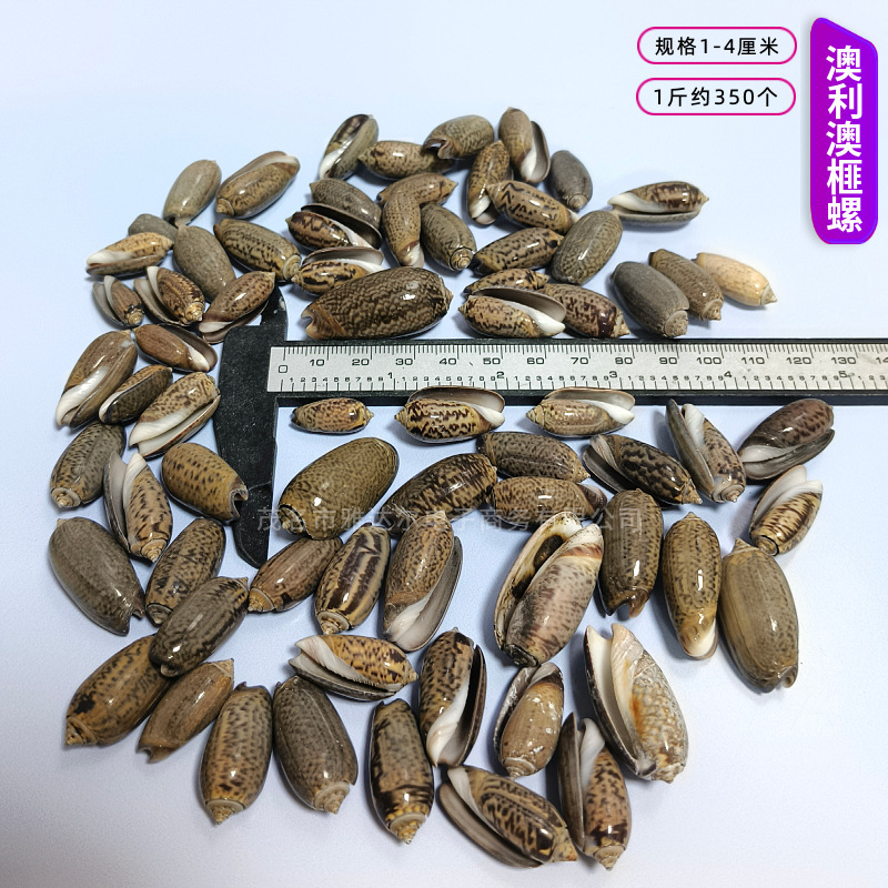 貝殻と法螺貝 1～2cmをポンド単位で販売、貝殻と砂を混ぜて手作りのDIYテーブルを製作、ドリフトボトルを製作|undefined