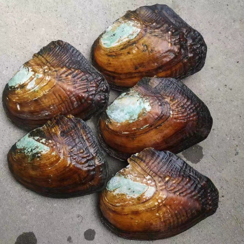 【淡水珍珠蚌】爱迪生直播间开蚌取珍珠活体河蚌开蚌养殖户批发