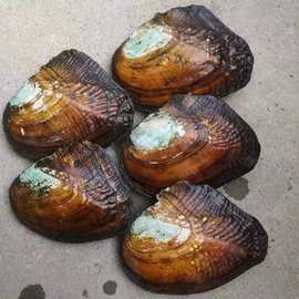 【淡水珍珠蚌】爱迪生直播间开蚌取珍珠活体河蚌开蚌养殖户批发