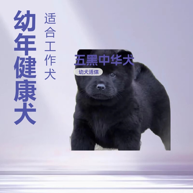 Purebred Five Black Puppies Live Dog Five Black Soil Hound Live Puppies Puppies Chinese Pastoral Dog Medium-Sized Dog Pet Dog