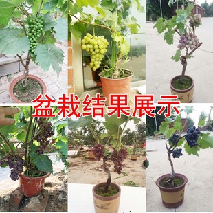 ���ј��m�ش�޷�����������ꖹ�õ�����ј��籱�Ϸ��Nֲ�������