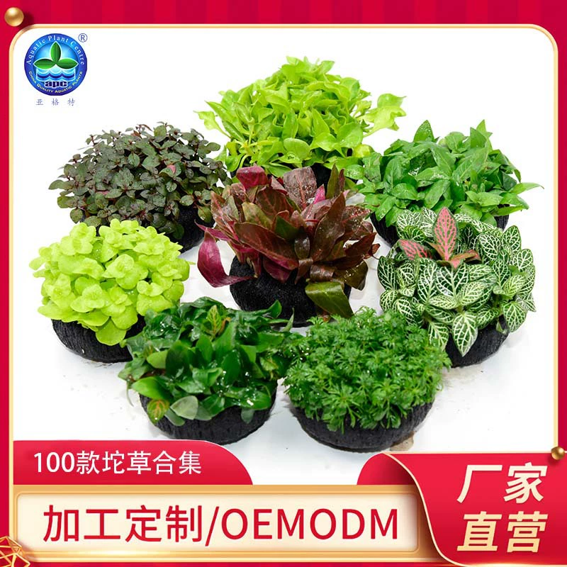 Туо коллекция растений аквариум Аквариум Ландшафтный дизайн водные растения декоративные водные растения на заказ