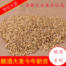 批发带壳大麦新货大麦去芒酿酒用发芽大麦 制酒曲大麦25kg