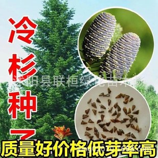 冷杉树种子喜与冷湿的云杉落叶松铁杉和某些松树组成针阔叶混交林-阿里巴巴