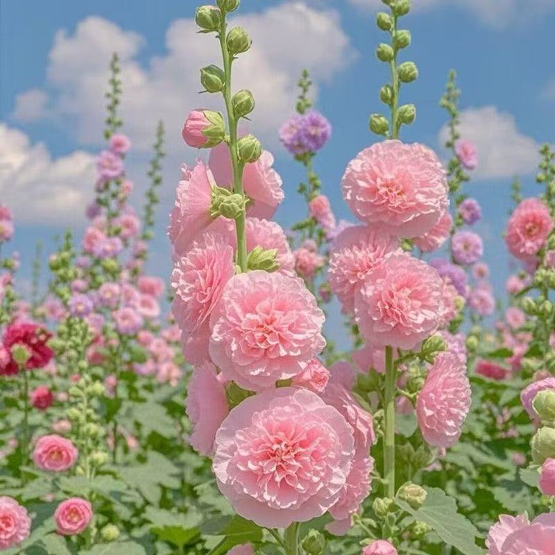 Double Hollyhock Seeds Chat Series Spring & Fall Outdoor Garden Easy Sowing Perennial Flower Seeds