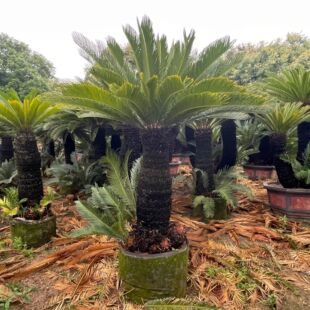 Large Iron Tree Bonsai Landscaping Landscape Iron Tree Bonsai Wholesale Floor Iron Tree Project Greening Bonsai Iron Tree Price