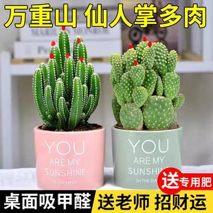 Cactus Succulent Plant Wanzhongshan Potted Plant Living Room Green Plant Flower Indoor Teacher's Day Desktop Easy to Maintain Formaldehyde Absorption