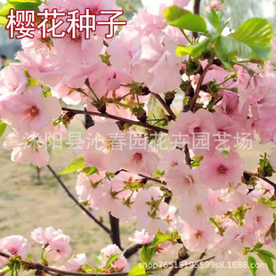 Wholesale Forest Tree Seeds Cherry Blossom Seeds Early Cherry Late Cherry Japanese Cherry Blossom Seeds Wholesale Guaranteed Quality and High Germination Rate