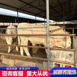 夏洛莱牛牛崽肉牛犊 改良鲁西黄牛 西门塔尔肉牛犊