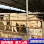 改良肉牛犊