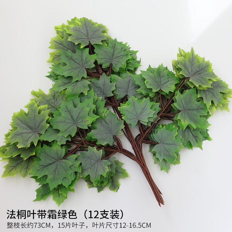 Fa Tong leaves with frost green