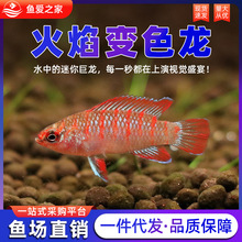 火焰变色鱼活体龙鱼淡水小型灯科鱼好养热带观赏鱼可混养群游鱼苗