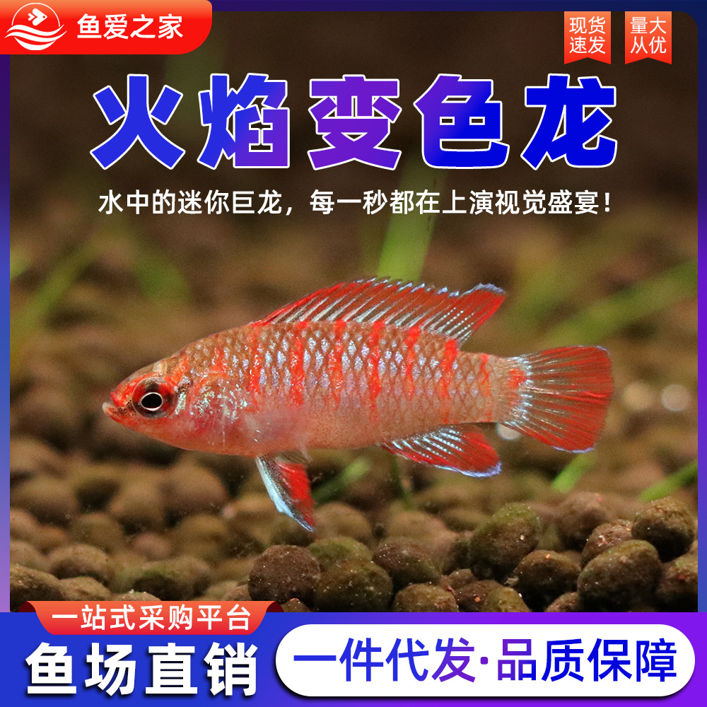 火焰变色鱼活体龙鱼淡水小型灯科鱼好养热带观赏鱼可混养群游鱼苗