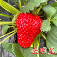 赛娃四季草莓苗奶油红颜草莓秧大棚种植草莓盆栽当年结果新苗带土