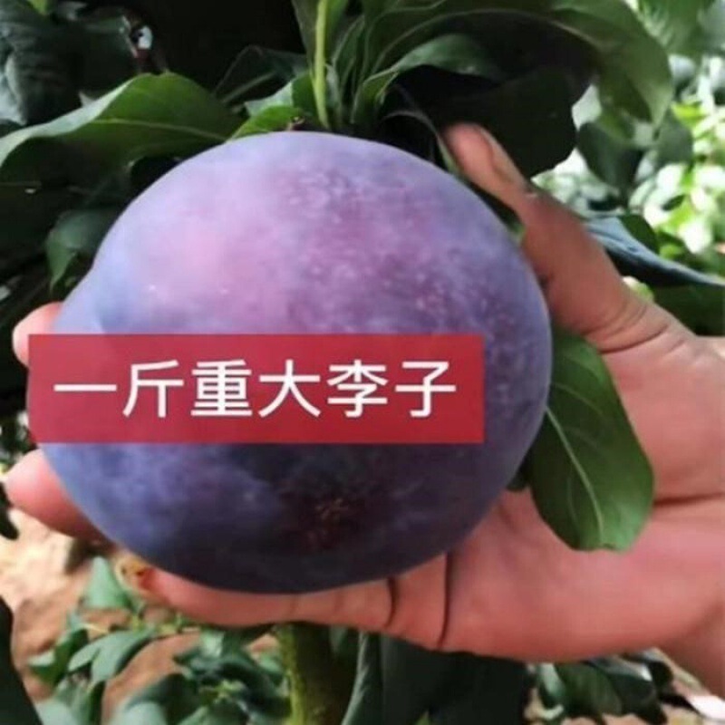 Plum Tree Potted Four-Season Fruit Tree Planted in the South and North, Grafted Black King Plum in the Same Year