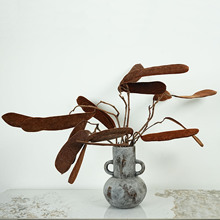 植物果实干果干花羊皮豆 天然咖色丝绒感干果 软装饰品高级感