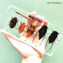 �۴��׃��@�̌W��������x�l����֬�˱��۷��������ֲ�����L�^��