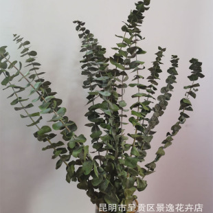 Dried Eucalyptus Leaves Nemychia flower arrangement with grass decorative bouquet copper money eucalyptus wholesale eucalyptus leaves single Eucalyptus