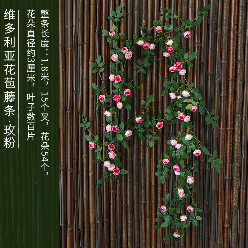 더블 핑크 빅토리아 장미 덩굴 1.8 미터