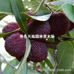杨梅树苗宁波荸荠杨梅苗正宗嫁接杨梅苗南北方种植特大杨梅结果苗