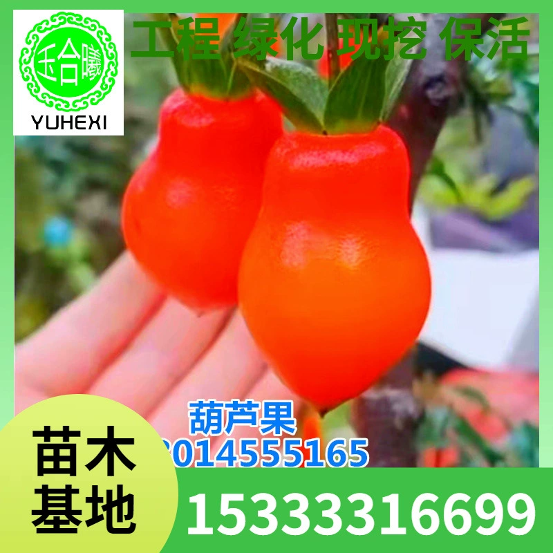 Оптовая база золотых пуленосных семян, саженцев, материалов для бонсай «Золотое яйцо», маленьких саженцев, горшечных саженцев, посадки на севере и юге.