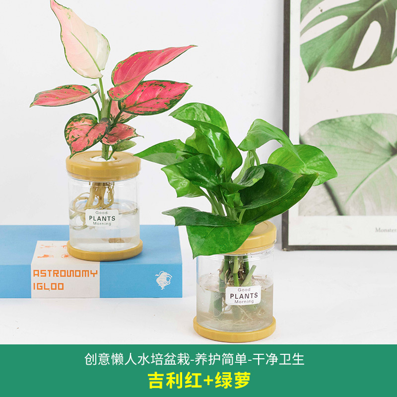 Plantas hidropónicas en maceta de flores de oficina de flores pequeñas plantas verdes en todas las estaciones, fácil de cultivar plantas en maceta de agua suculenta.