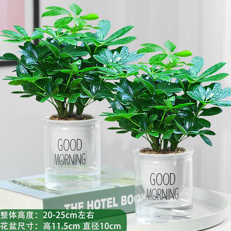 Fortune Tree with Evergreen Leaves for Office Desk Decoration, Potted Plant, Money Tree Sapling Fortune Tree with Evergreen Leaves for Office Desk Decoration, Potted Plant, Money Tree Sapling