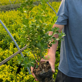 Wholesale of Evergreen Nursery Stock for Base Greening, Non-Deciduous Evergreen Seedlings, Courtyard Green Hedges, Golden-Edged Boxwood, and Holly Seedlings
