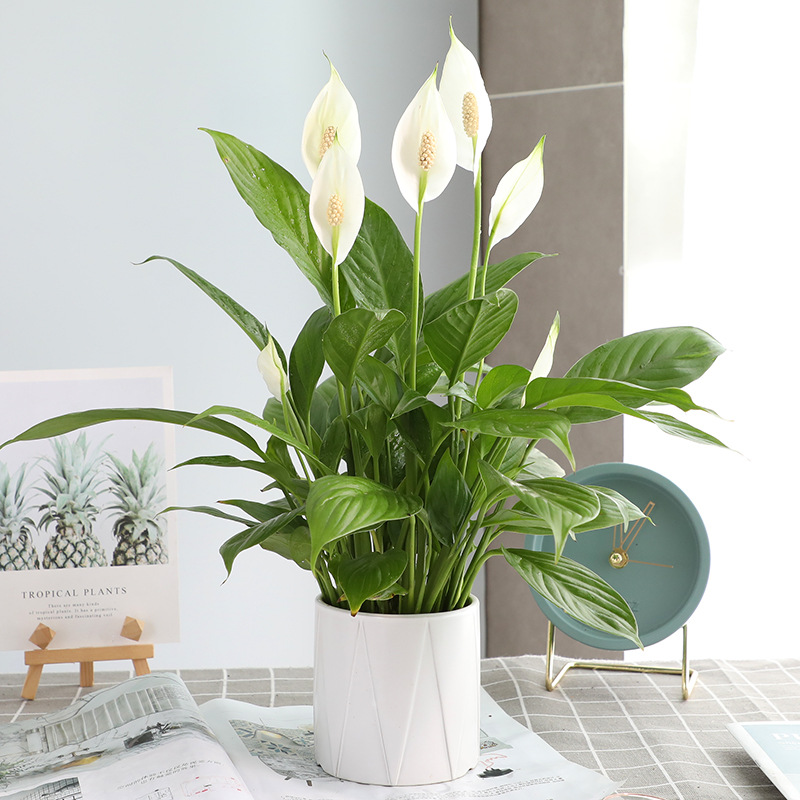 특급 부드러운 항해 흰색 팜 + 흰색 삼각형 세라믹 세면대