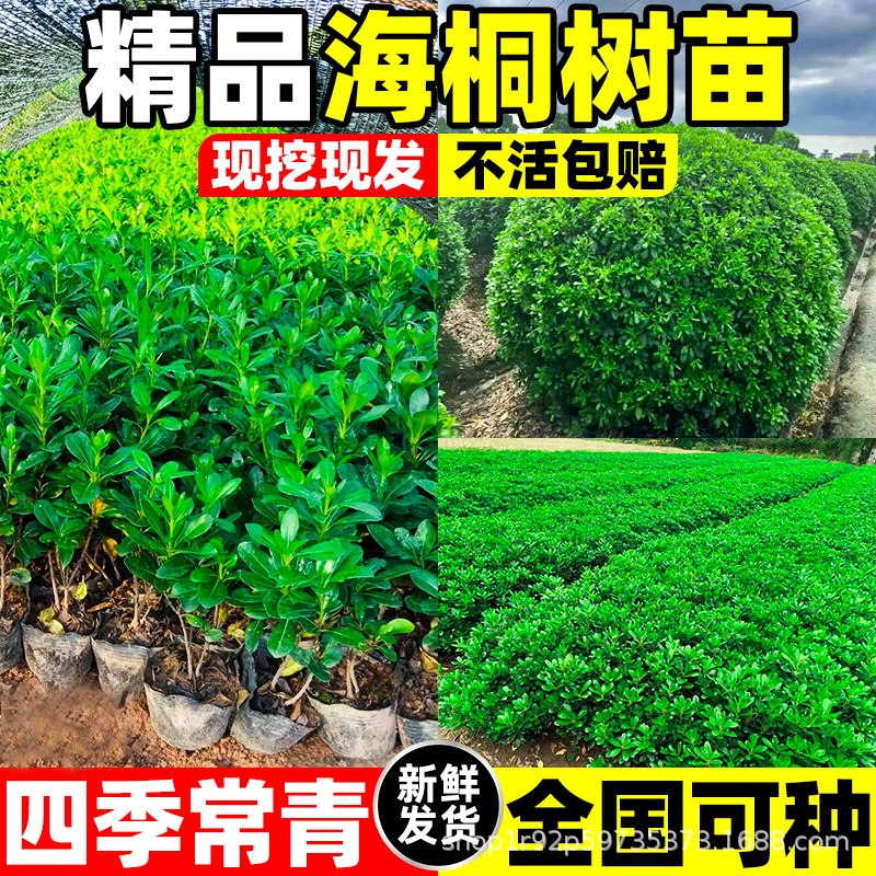 苗木海桐树苗海桐球园林四季常青气味芳香风景植物篱笆围墙庭院绿