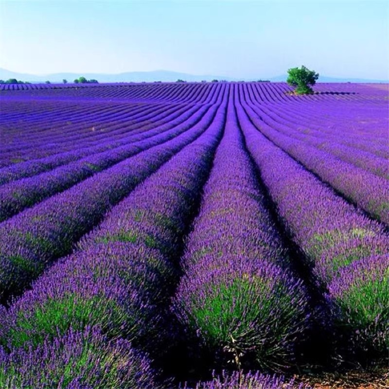 Semillas de flores, semillas de flores.