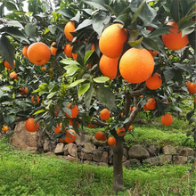 �ؑc�~�ɠ�Ě�ȹ��� �Ĵ������F�ݹ��� ��Ϲ���V�|���������l