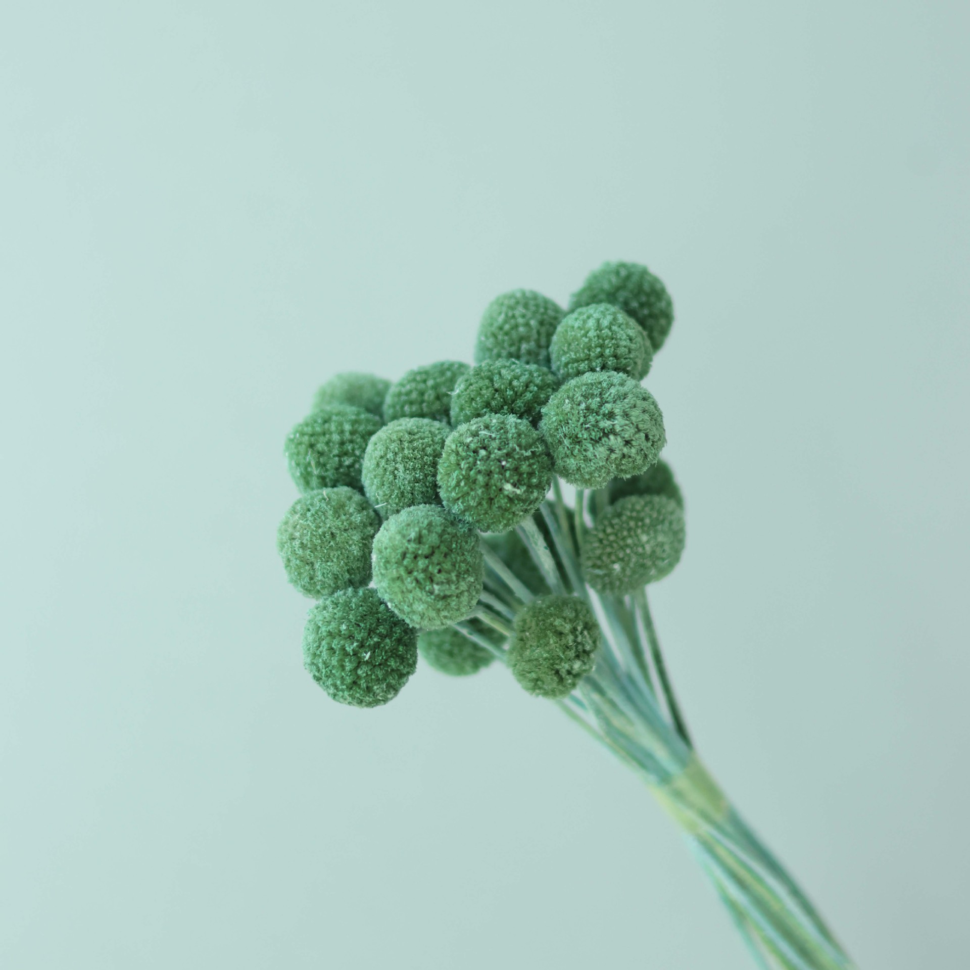 진한 녹색 다발 20개