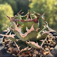 �з�����m������ Agave titanota crab�G�L����ֲ������һ��һ��