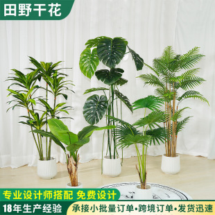 ���l����Gֲ ��ֲ���b�ɢβ���Ž����˽��쾰���Ԏ�������Gֲ