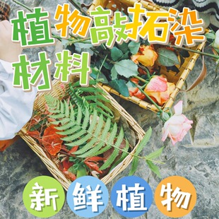 ֲ������Ⱦ���� ���r���ܾGֲ �����زݲ��� ��ӡֲ�����r����