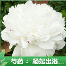 重瓣大花芍药种子四季易种盆栽花卉种子富贵花室内庭院多年生四季