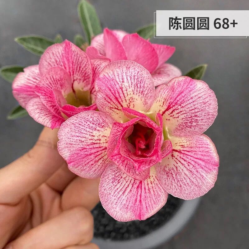 # 6 천원사막(3년생 모종)은 그해에 개화한다