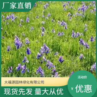 Factory Direct Sales of Aquatic Iris, Large Quantity Discounts, Complete Specifications, Direct Supply from Aquatic Plant Bases