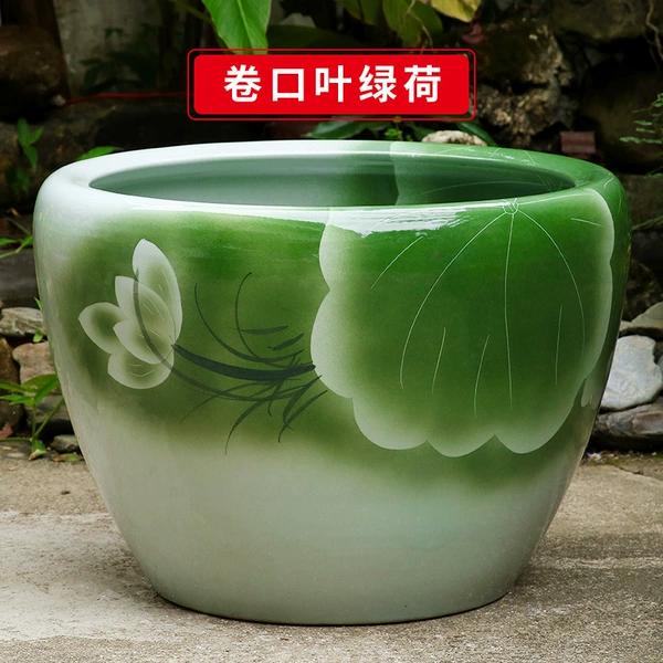 Rolled mouth green lotus