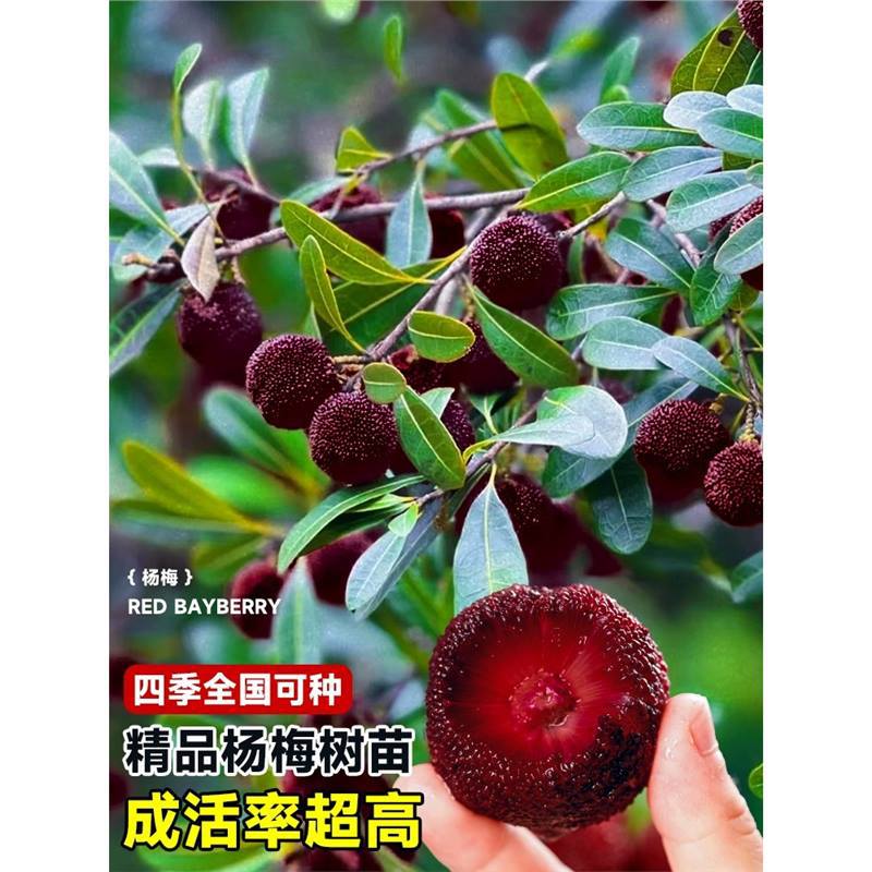 浙江仙居东魁黑炭杨梅树大树苗当年结果带土盆栽果树果苗庭院种植