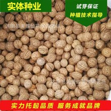 �²ɺ��ҷN��Ұ�����Ҙ�N�ӱ�Ƥ���Ҙ�Ʒ�N���ҷN��ɽ���ҷN��