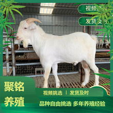 種羊繁育基地大量出售高產白山羊活體 青年羊種公羊 幼苗批發價格