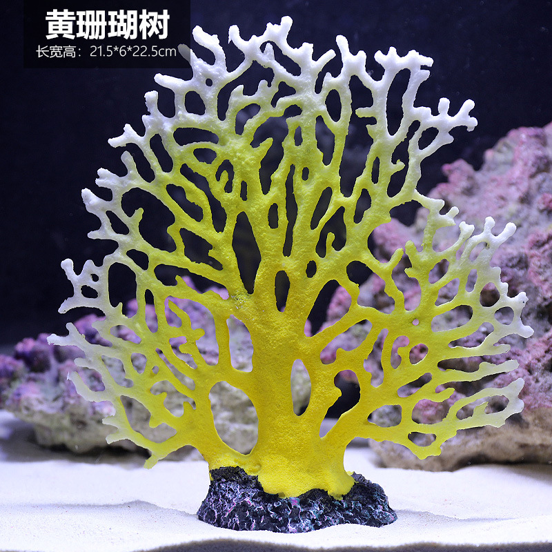 珊瑚黄铁树